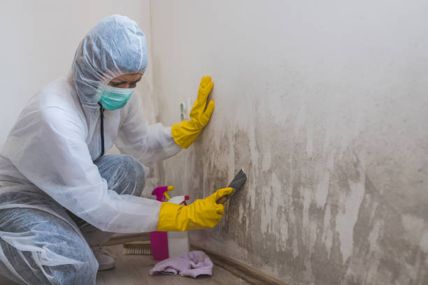 Best Mold Remediation for Rental Properties  in Bloomingburg, OH