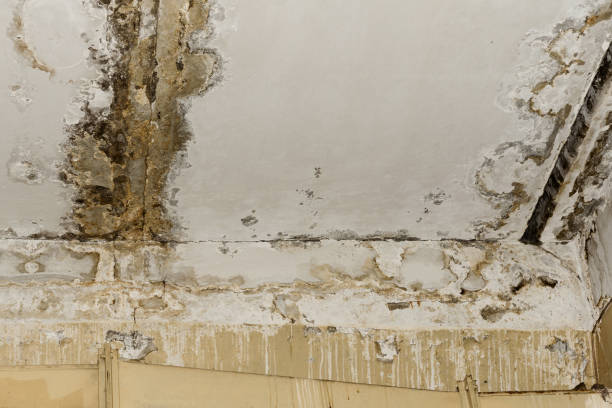 Best Attic Mold Removal  in Bloomingburg, OH