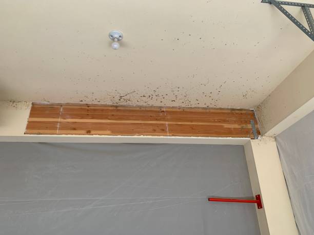 Best Comprehensive Air Testing for Mold Contaminants  in Bloomingburg, OH