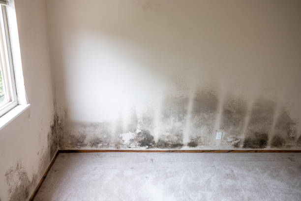 Mold Remediation for Rental Properties in Bloomingburg, OH