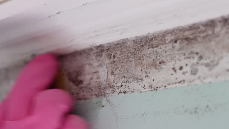 Best Commercial Mold Inspection  in Bloomingburg, OH